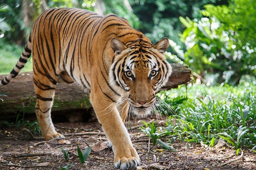 Malayan Tigers Facts, Habitat and Diet - Discovery UK