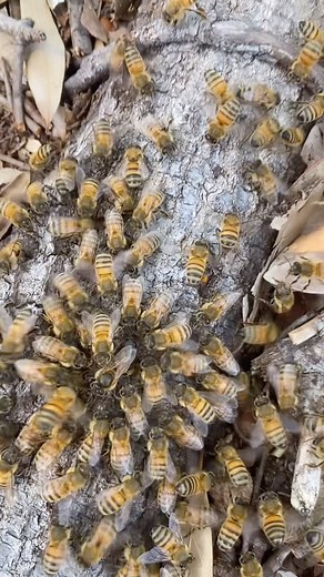 After so much work in the store, we finally got a little time for our favorite part of being beekeepers: saving bees from extermination! ❤️ Licensed & insured 🐝 Call or text: 727-403-1633 #BeeRescue #SaveTheBees | Seminole Bee Farms