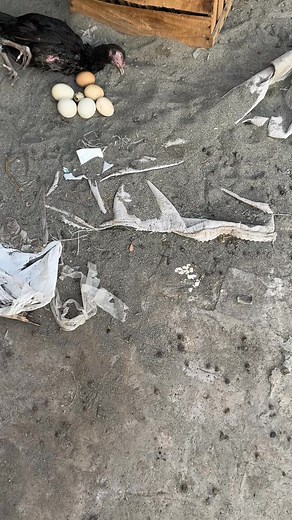 436K views · 1.2K reactions | Young hen died while laying en egg | Mian Inventions | Facebook