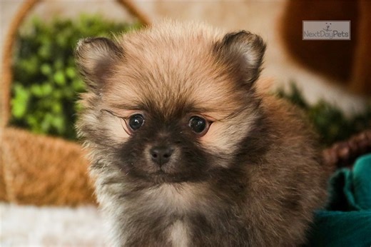 Presley - Pomeranian Puppy FDEC1D