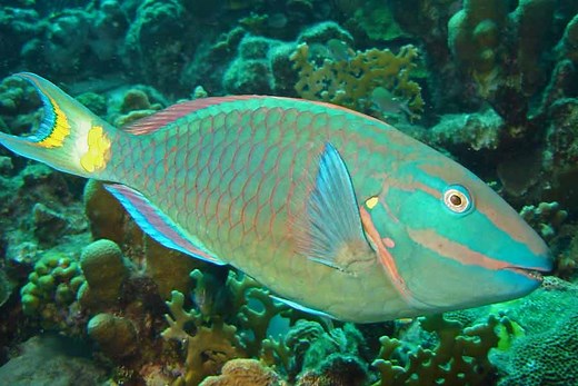 Stoplight Parrotfish - Facts | Care | Eat | Color Change | Predators - SeaFish