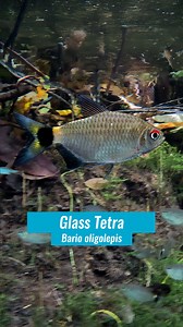 This is the Glass Tetra, a small South American characin many people still know as Moenkhausia oligolepis, now placed in the genus Bario. Records cluster across the lowland Amazon, parts of the Orinoco, and the coastal drainages of the Guianas. In clear and tea-stained lowland waters, igarapés, side channels, and floodplain lakes, loose schools hold position, then dart to pick drifting food. Diet is omnivorous, but largely consists of tiny invertebrates: micro-crustaceans, insect larvae, and ins
