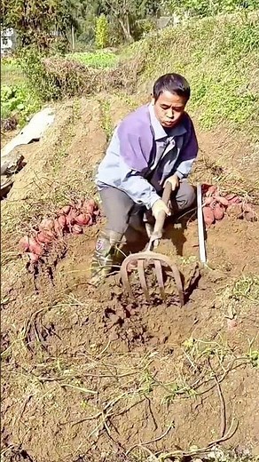 Farmer digging and harvesting red potatoes from the field soil