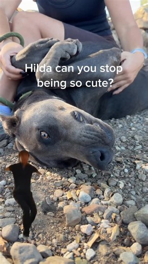 Doberman Rescue on Instagram: "Can’t stop, won’t stop. Hilda is the cutest and always a volunteer favorite with endless enthusiasm when her favorite people come to spend time with her. Her beauty and affectionate nature are undeniable but she needs someone that can help her navigate when out on walks (she can be reactive towards other dogs) and provide security when faced with new people in her space since she gets insecure. Check out her photos on our website and reach out if you have any quest