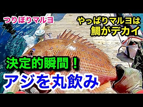 【海上釣堀マルヨ】決定的瞬間‼アジを丸飲み！やっぱりマルヨの鯛はめちゃデカい！～鯛がデカいと釣人の心が躍る～‪@p.pochisan‬