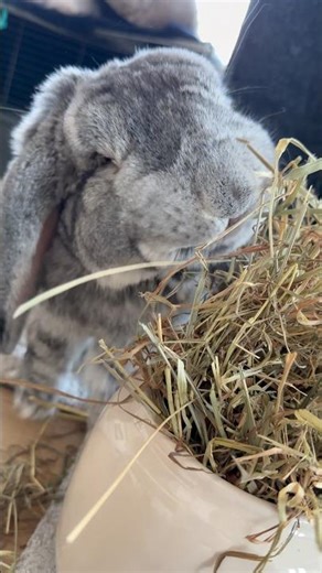Billy bunny eating hay for 1 minute 🐰