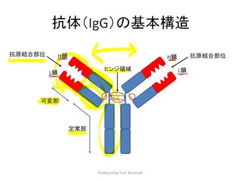 抗体の基本構造