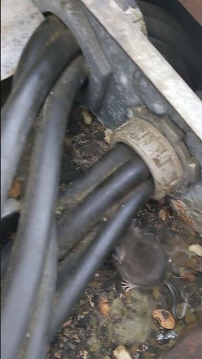 Do Dryer Sheets Keep Mice Away?