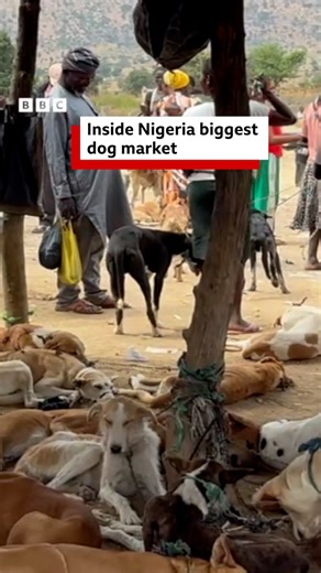 BBC News Pidgin on Instagram: "Dog consumption for Nigeria na debatable issue but many pipo wey dey chop am dey give one reason or anoda. @ay_iliya enta Dawaki Market for Plateau State, northcentral Nigeria, wey dem describe as di kontri biggest dog market, to understand how traders dey get dis dogs and why dog business dey boom. 🎥 @chiamaka.dk #bbcnewspidgin #plateau #nigeria #dog"
