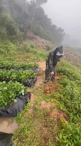 5.6K views · 24 reactions | Rural Rising Philippines on Reels | Facebook