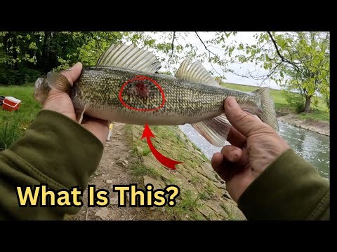 Simple and Easy! Multi-Species FISHING Pymatuning Reservoir Episode 2