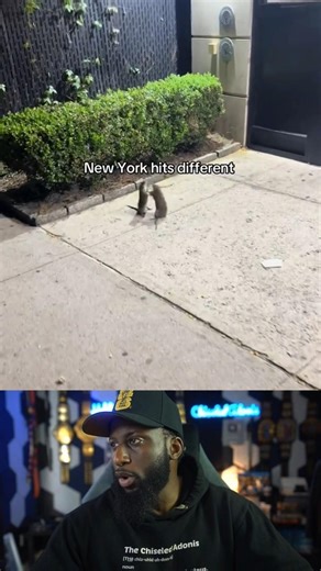 Master Splinter Battle Royale