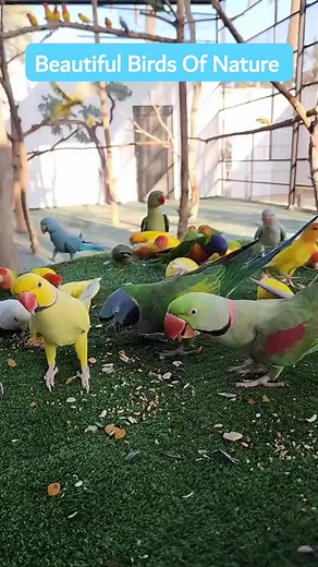 3.1K views · 96 reactions | All mutations of Parrots in Aviary #viralreels #reelsvideo #parrots #mutation #reelsfb #reelsviral #viralpage #new #virals #pigeon #hunter #viralvideo @followers BirdsPlanet.com Birds Universe Birds Parrots birds ki duniya (Sargodha) Birds Zone birds lovers Birds Point Teetar/chakoor Parrots and Parakeets Lovers | Beautiful Birds Of Nature | Facebook