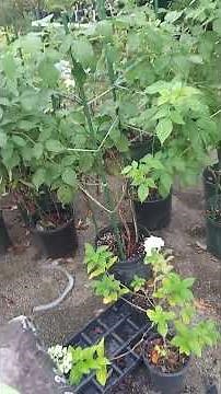 👁 👁 Double Gold Raspberry Plants #smallcrop #fallcrop #containergardening