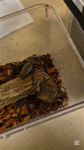 걍사슴벌레 vs 두점박이 사슴벌레 #관리자님추천뜨게해주세요 #insects #배틀 #투곤