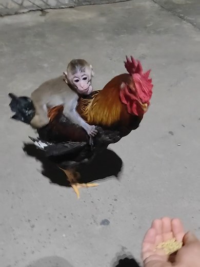 Monkey Hitching a Ride on a Rooster