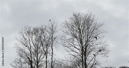 (Corvus frugilegus) Des corbeaux freux perchés sur les cimes de hauts arbres aux branches dénudés en période d'hivernage