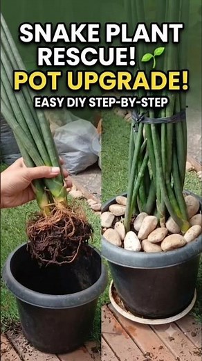 Give Your Sansevieria a Glow Up! DIY Repotting Guide 🌱🪴