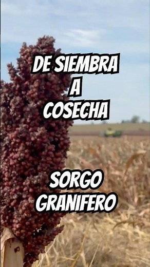 SIEMBRA a COSECHA | Sorgo GRANIFERO #AgroMelmac #Siembra #Cosecha #Sembradoras #Cosechadora