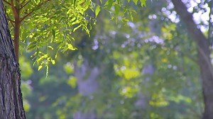 Download Summer tree background with blurred space left focus on the right for free