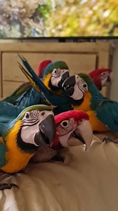 Flashback: missing these gorgeous faces | Macaws Australia