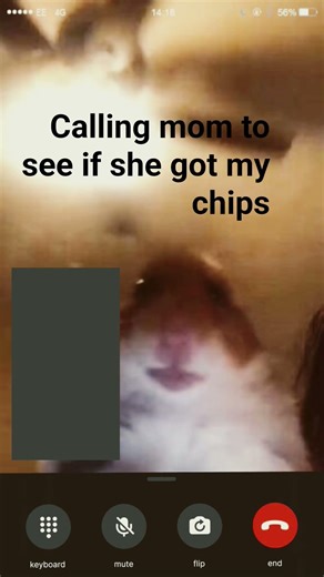 hamster calling meme