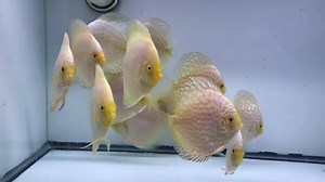 3.1K views · 75 reactions | Check out our White Butterflies 3.5-4" Snow White 4-4.5" Discus from our September shipment! To view our current stock list, place your order online https://goldenstatediscus.com/stock-list/ call (916) 742-4038 Or Message us through Facebook | Golden State Discus | Facebook