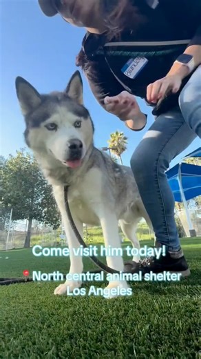 Simba has been waiting at North Central for someone to choose him since July- that’s 5 long months! 💔 Simba arrived at the shelter with a ‘possible owner’ (he was chipped), but no one ever came for him. Simba is a sweet, chill boy who loves getting pets and going for walks. He’s not too interested in toys and would rather go exploring or lean against you for affection and cuddles.💘 He’s been in many play groups at the shelter, he has been noted to have a push/ pull play style. He can be assert