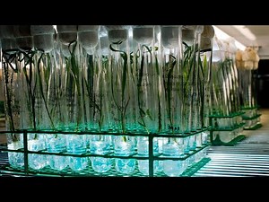 Tissue Culture 101 - Guide To a Plant Micropropagation