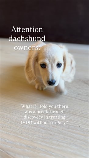 Crown Dachshunds on Instagram: "This could be a game changer!! A promising new treatment for dogs with herniated discs is showing encouraging results. It’s still in the research stages at Texas A&M but worth watching and you bet we’ll be keeping a close eye on the results! Intervertebral disc disease (IVDD) is one of the most common causes of paralysis in dogs, especially small breeds. Traditionally, treatment meant strict crate rest… or invasive, expensive spinal surgery. Now, researchers are t