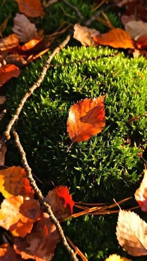 ASMR Loop: Whispered wilderness foraging with gentle leaves and soothing nature sounds unleashed #Sh