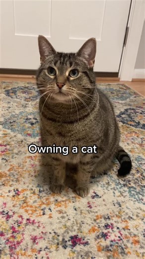 Owning a Cat: The Importance of Litter Box Cleaning