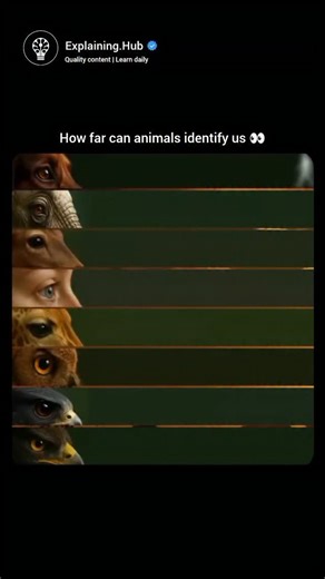 Explaining Everything on Instagram: "It's a short video reel in the nature/animals category, probably featuring fascinating wildlife footage, an interesting animal behavior, plant life, or a geography fact—typical for accounts that share "explaining the wild" style content to educate and entertain viewers about the natural world. If you're sharing this because it's cool or surprising, I'd love more details on what specifically caught your eye! Or if you can describe the video, I can help discuss