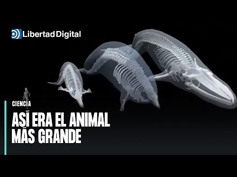 Así era el animal más grande de todos los tiempos encontrado en Perú