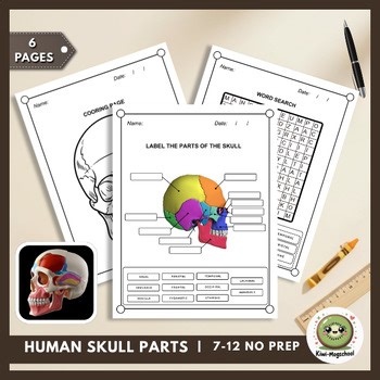 Human Skull Anatomy Labeling | Cranial & Facial Bones Diagram (No Prep)