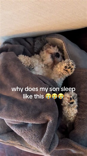 Understanding Puppy Sleeping Patterns