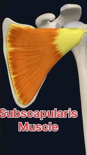 Subscapularis Muscle: Revise in 60 seconds