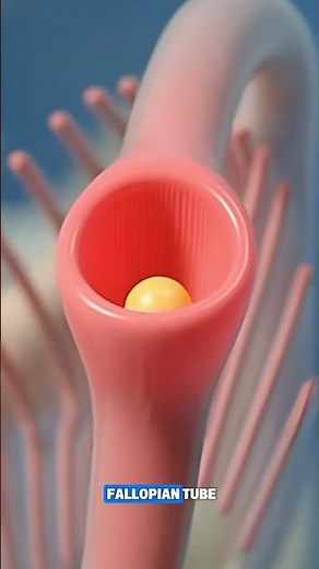 Where Does Fertilization Occur? | Fallopian Tube Ampulla Explained