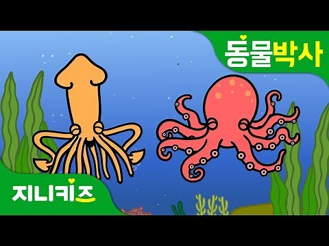 문어와 오징어는 어떻게 달라요? | 문어 vs. 오징어 | 무척추동물 | 동물박사★지니키즈