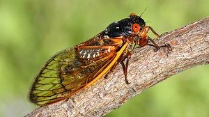 Eyewitness News 11AM