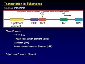 Transcription in Eukaryotes - SlideServe
