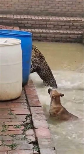 Chaos Near the Open Gutter — Dogs Fearlessly Attack Leopard 😳🔥