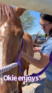Equine acupuncture is fascinating. The relief is immediately obvious. #barnlife #goodthings #horselife #fallweather #equinemedicine #equinechiropractic #Awwww #equinerescue #rescuehorse #hopeinthevalleyequinerescueandsanctuary #rescue #makingadifference #secondchances #mares #inthemoment #horses #horsesofhope #fortheloveofhorses | Hope in the Valley Equine Rescue and Sanctuary, Inc.