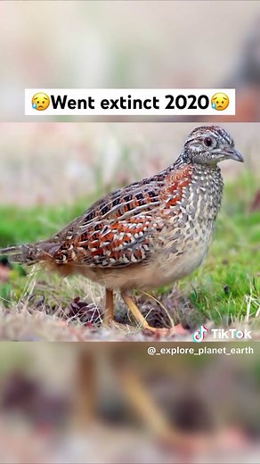 Recent Extinct Animals: A Tribute to the Creatures Lost Forever