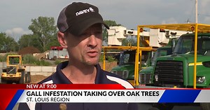 Gall infestations can kill oak trees if left untreated | Davey Tree