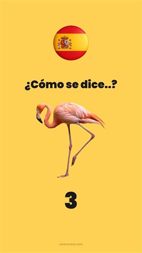 Do you know bird names in Spanish? 🦅🇪🇸
