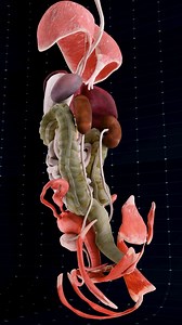 Anatomy of the Human Body ✨ . . Diaphragm: A muscle that contracts and relaxes to facilitate breathing by allowing air to enter and exit the lungs. Liver: Filters toxins from the blood, produces bile which aids in digestion, and plays a vital role in metabolism. Pancreas: Regulates blood sugar levels through insulin and glucagon production, and releases enzymes that aid in the digestion of proteins, fats, and carbohydrates. Stomach: Uses gastric acids and enzymes to break down food into a semi-l