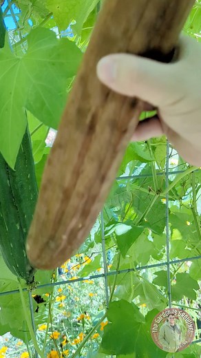 Luffa Harvest and Sponge Test! Growing luffa is a lot of fun! It takes up a decent amount of space and needs a long, warm growing season. You can eat it when its smaller, or wait for it to dry on the vine to harvest your own sponges. Video created Fall '22 #gardening #luffa #loofah #luffasoap #growyourownfood | The garden is growing