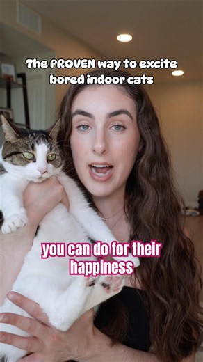 You NEED to do this to keep indoor cats happy, it will change your life #catenrichment #cat #cats