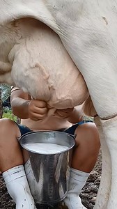 281K views · 1.8K reactions | Fresh Milk | Primo Tv | Facebook